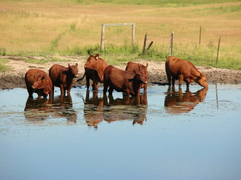 FAQS, Flame Weeding Benefits Weed Burner Australia